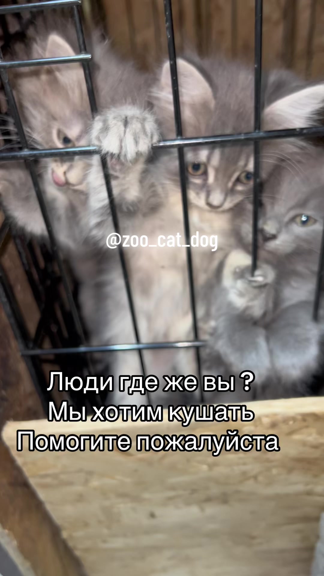 @zoo_cat_dog