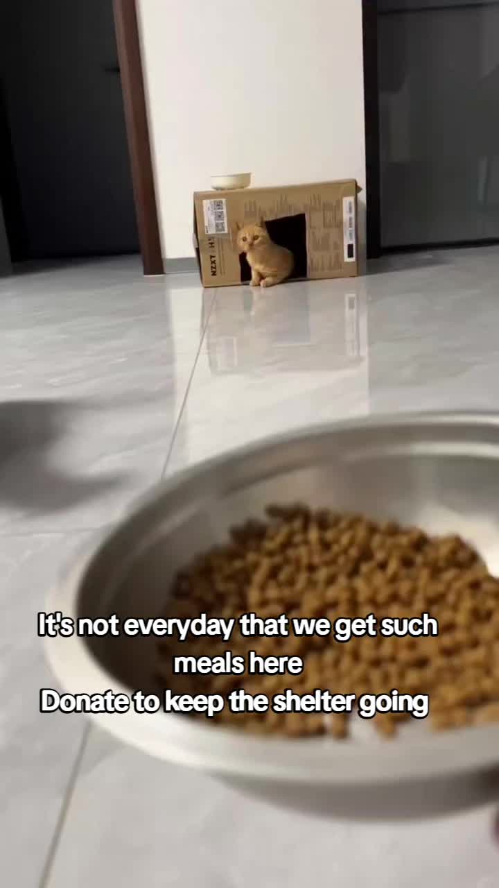 @united Stray haven