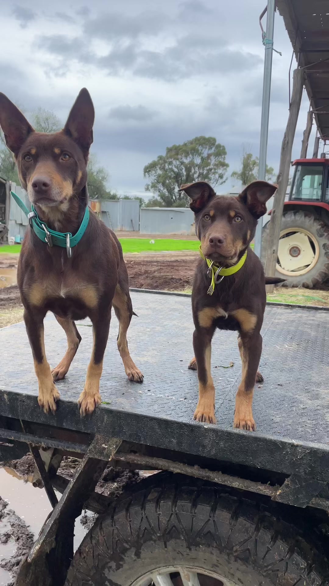 @SouthernDreamin Kelpie stud