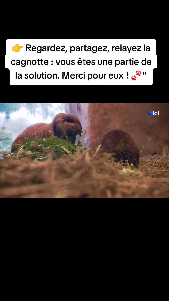 @la ferme des choupinous