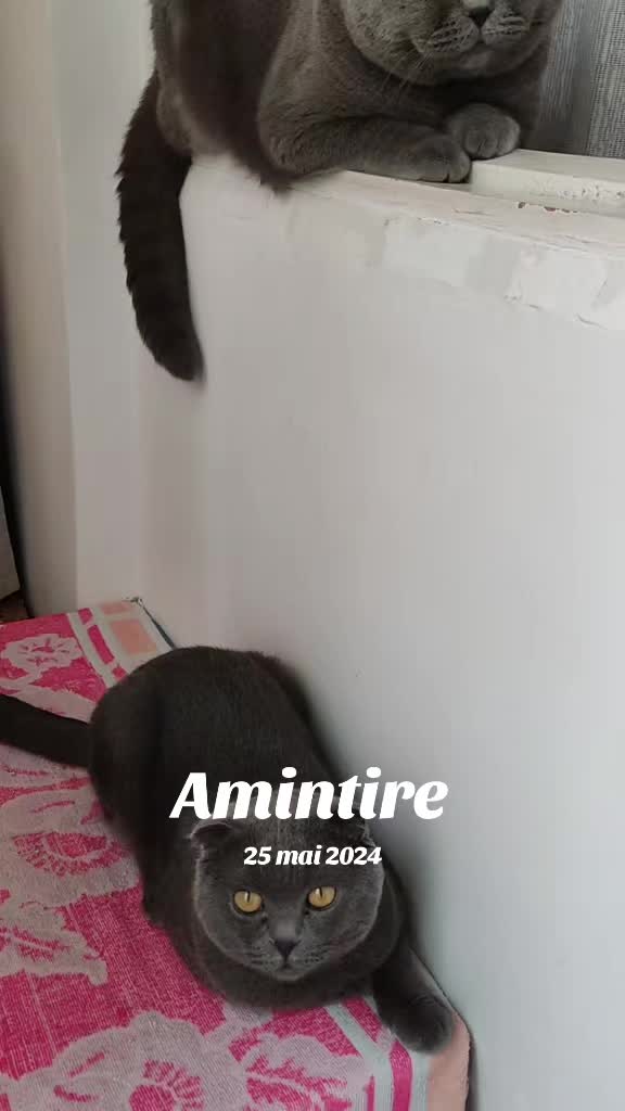 @Emil Ţicală puiu