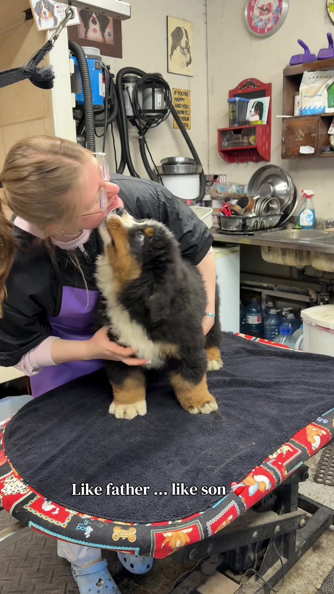 @Alpenspirit Bernese
