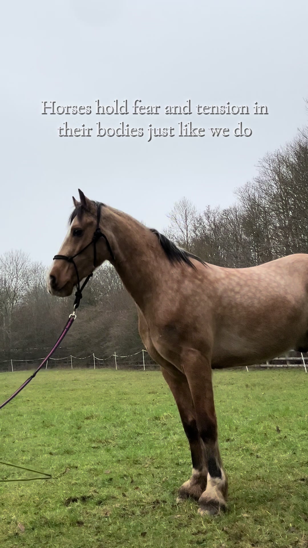 @Horses_with_Narni