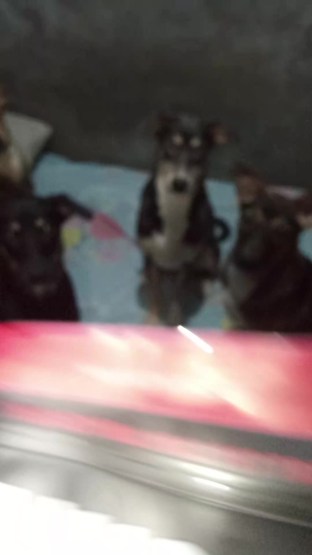 @Pawparazzi_daily