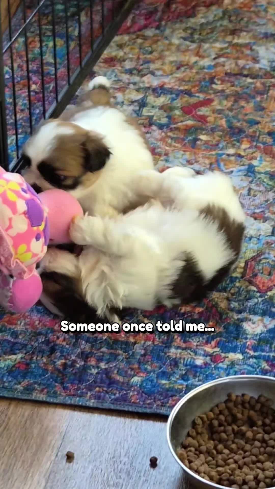 @Barb's Precious Pups