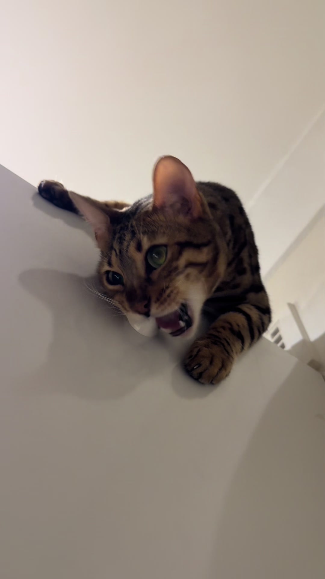 @mitmitcats