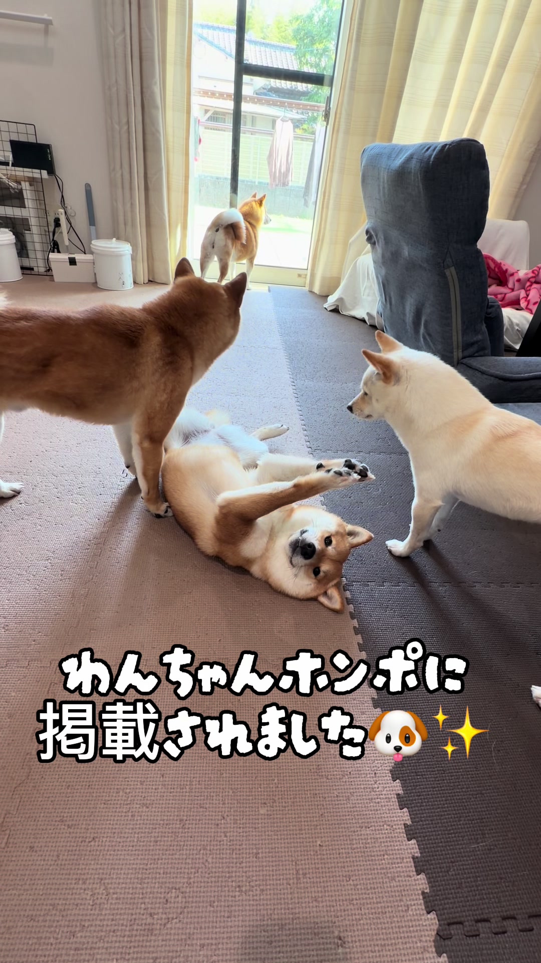 @こまめとしばーず🐾