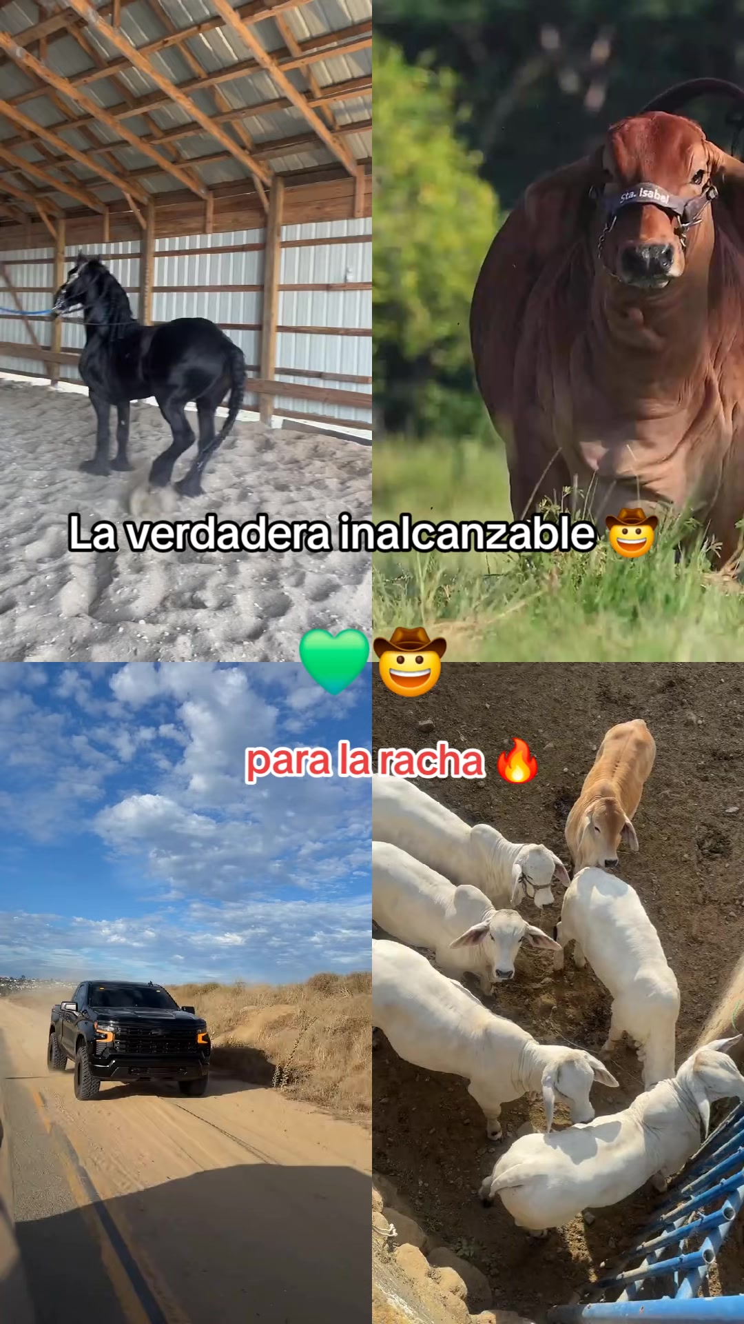 @ganadería🐮 y caballo🐴☠️