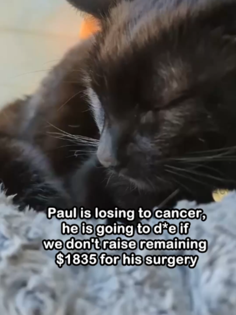 @Saving Paul the brave Cat!