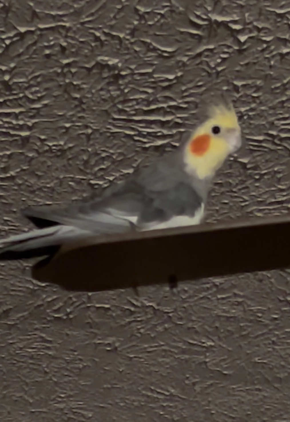 @Queso White Bird 🕊️