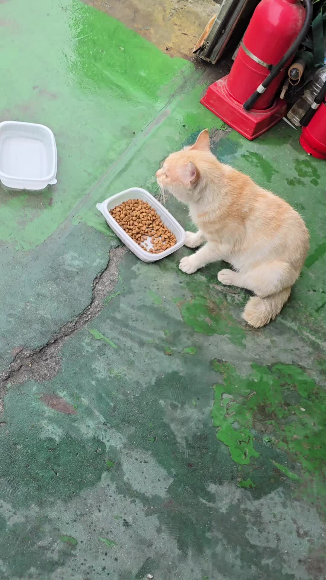 @고양이 형아