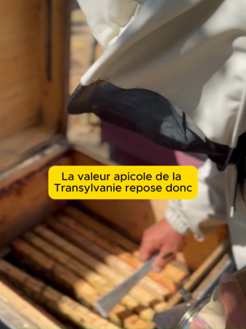 @Abeille Heureuse