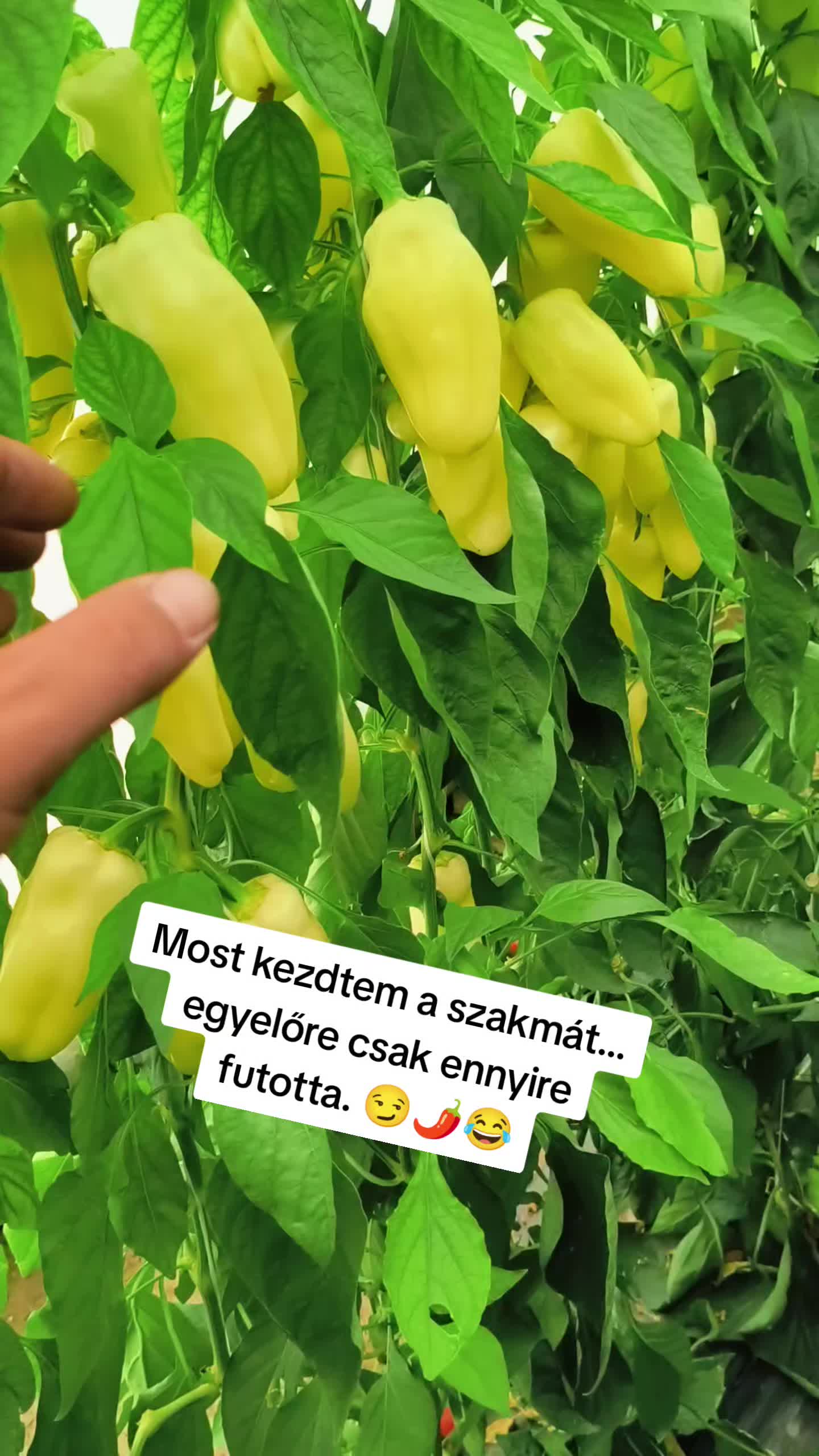 @Tóth Csaba