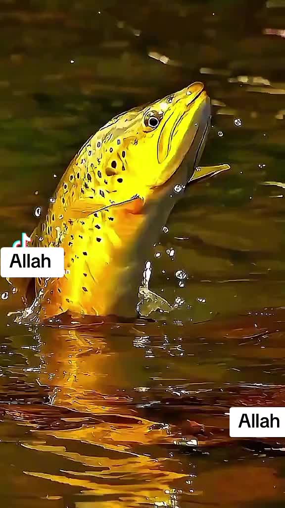 @Syeda Mujahid