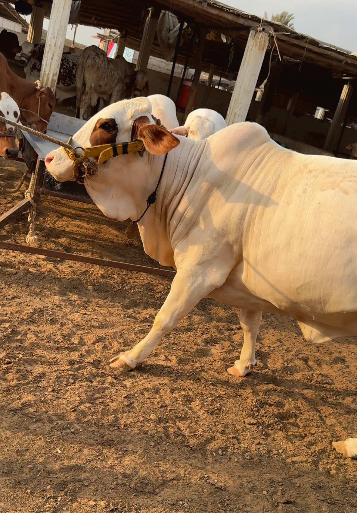 @Karachi Bull lovers