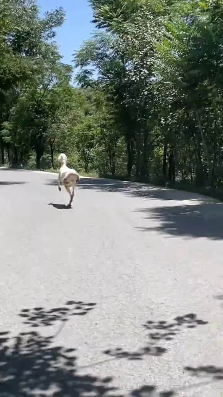 @King Shah🇦🇫🇾🇪 مجردانو مشر
