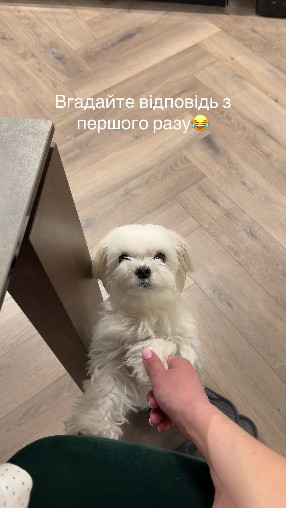@I'm Eti 🐶🇺🇦