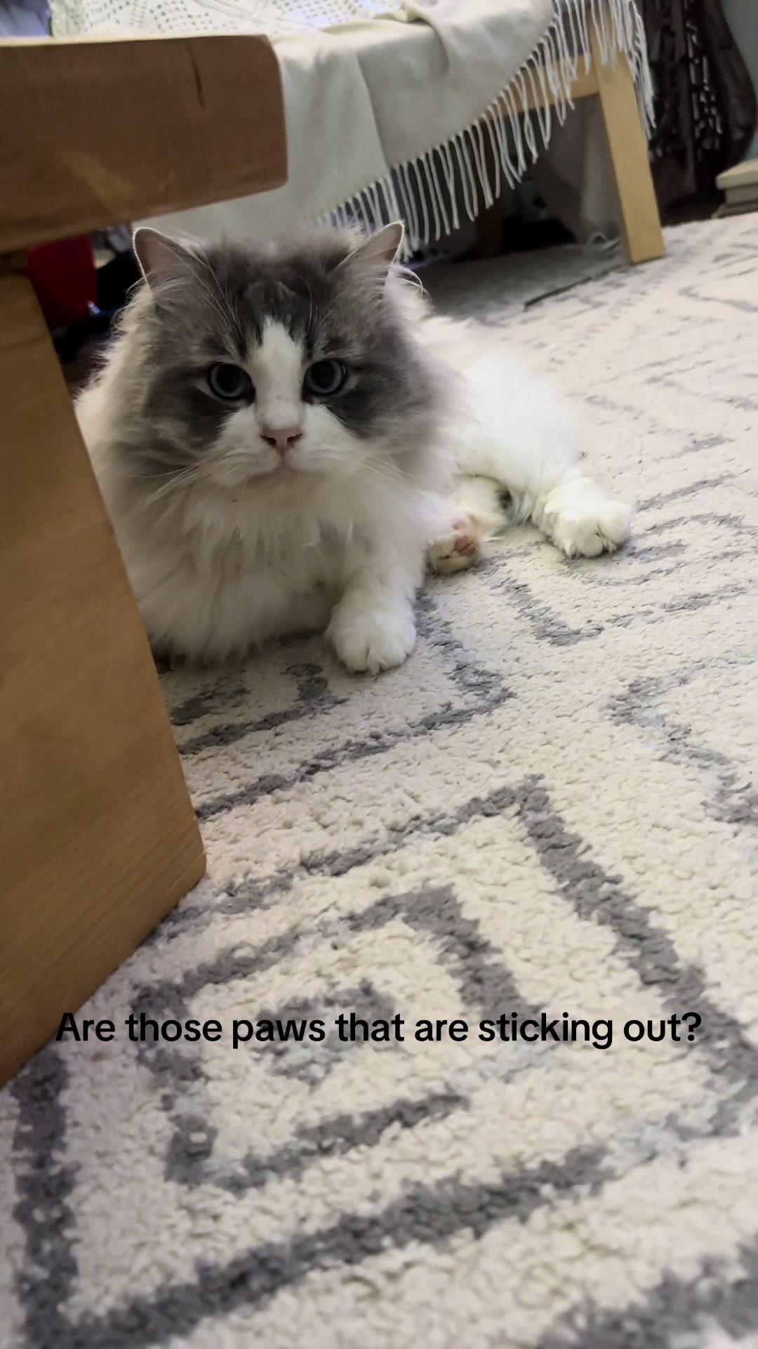 @Daisy The Cat