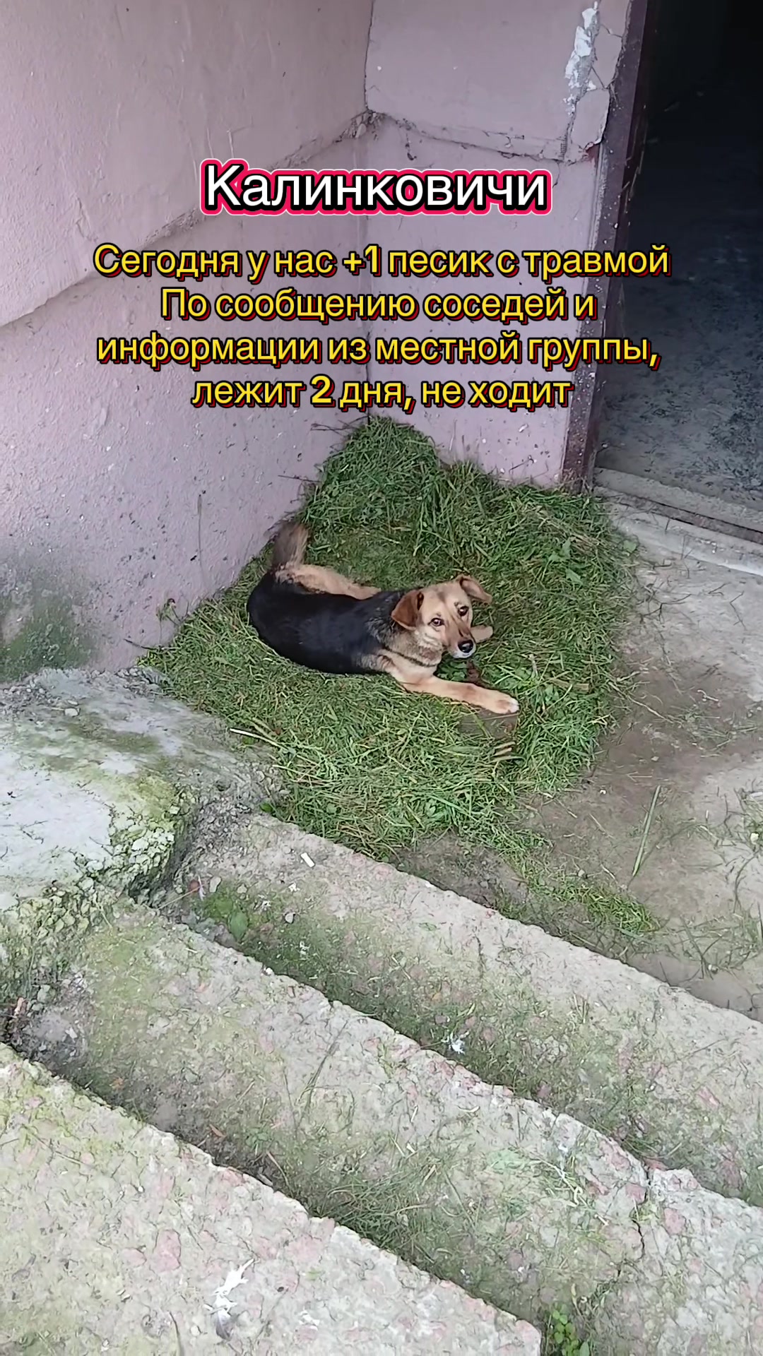 @Директор «Песокот»250🐈🐶