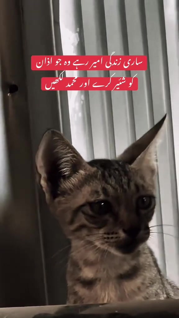@🤲 Islamic content 🤲