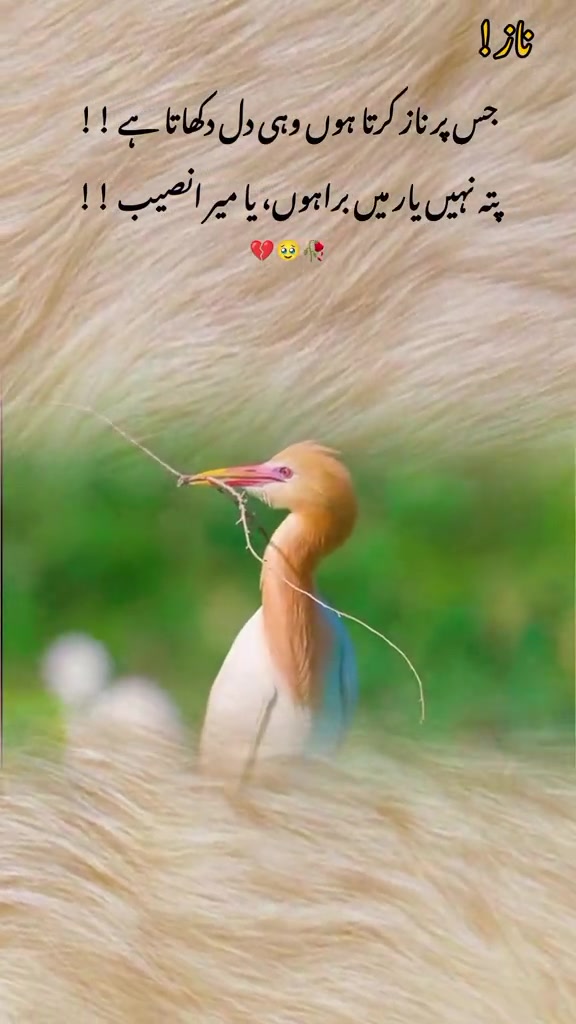 @Pagli ❤️پگلی ❤️🩹