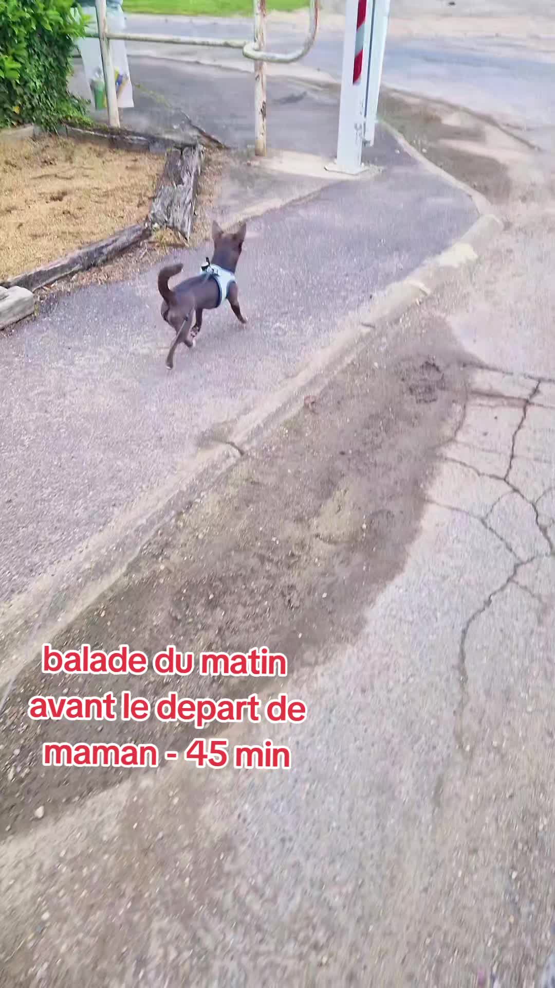 @Stéphy🐕🩷🤍🐶