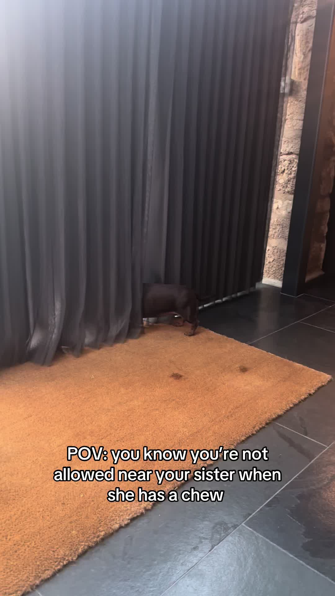 @sausagedogsisters