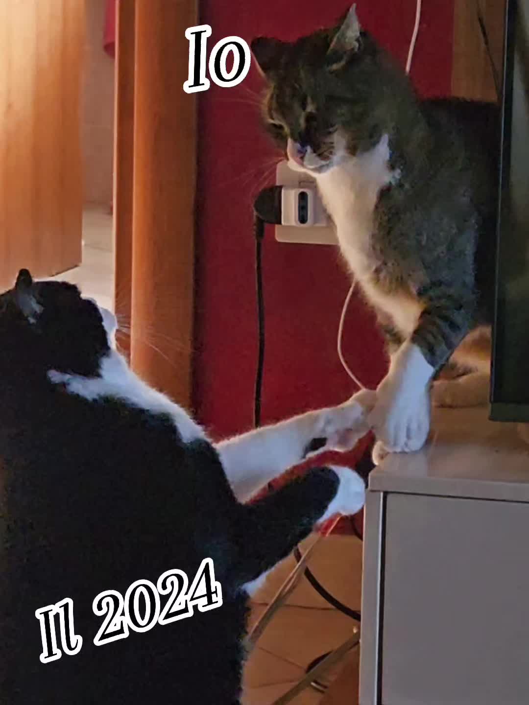 @Sia 🐱