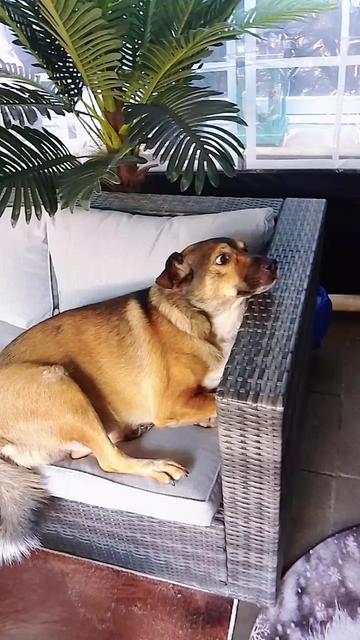 @team🌹🌹love my dogs🌹🌹🐶🐶🐶