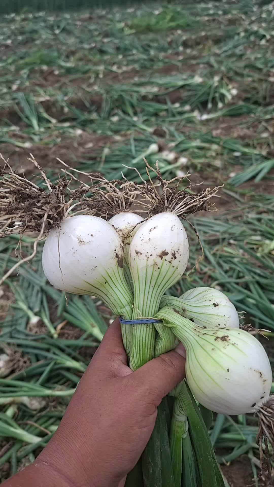 @karcsi