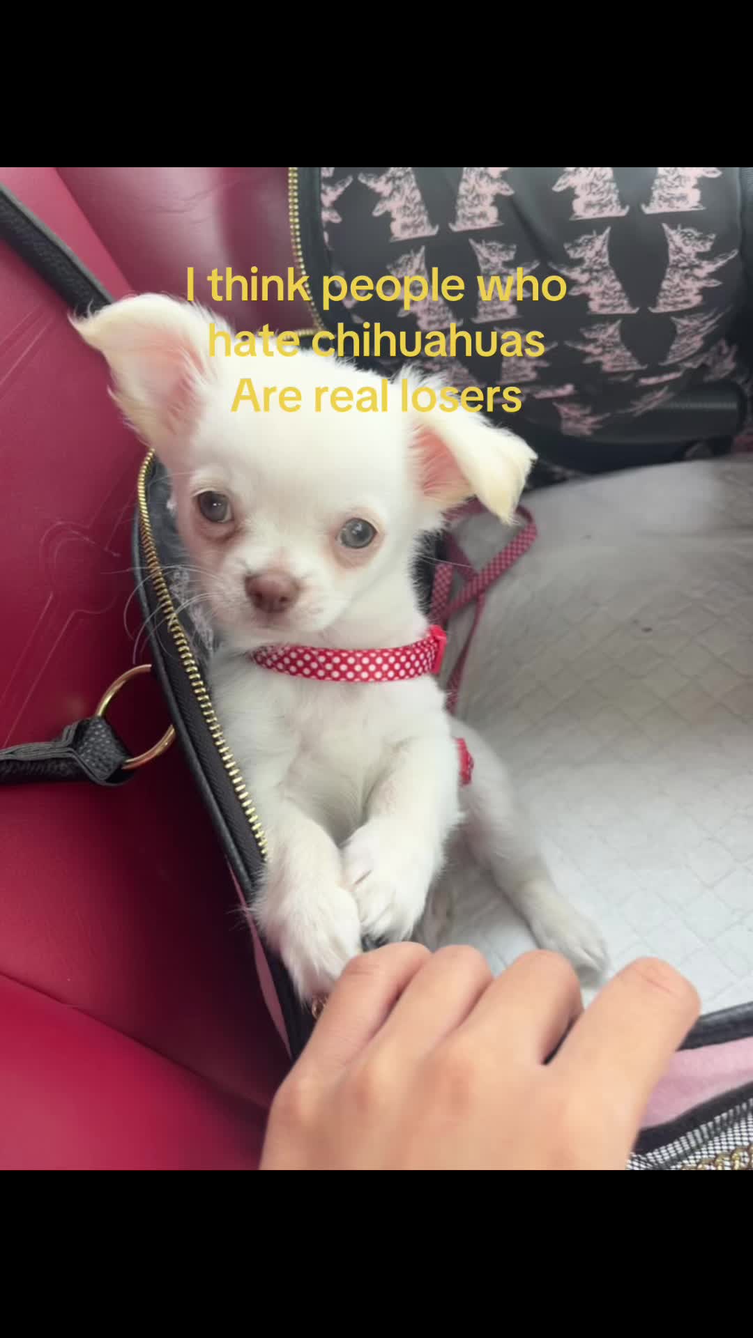 @Coco Chanel🐶