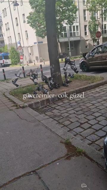 @Gurbetci