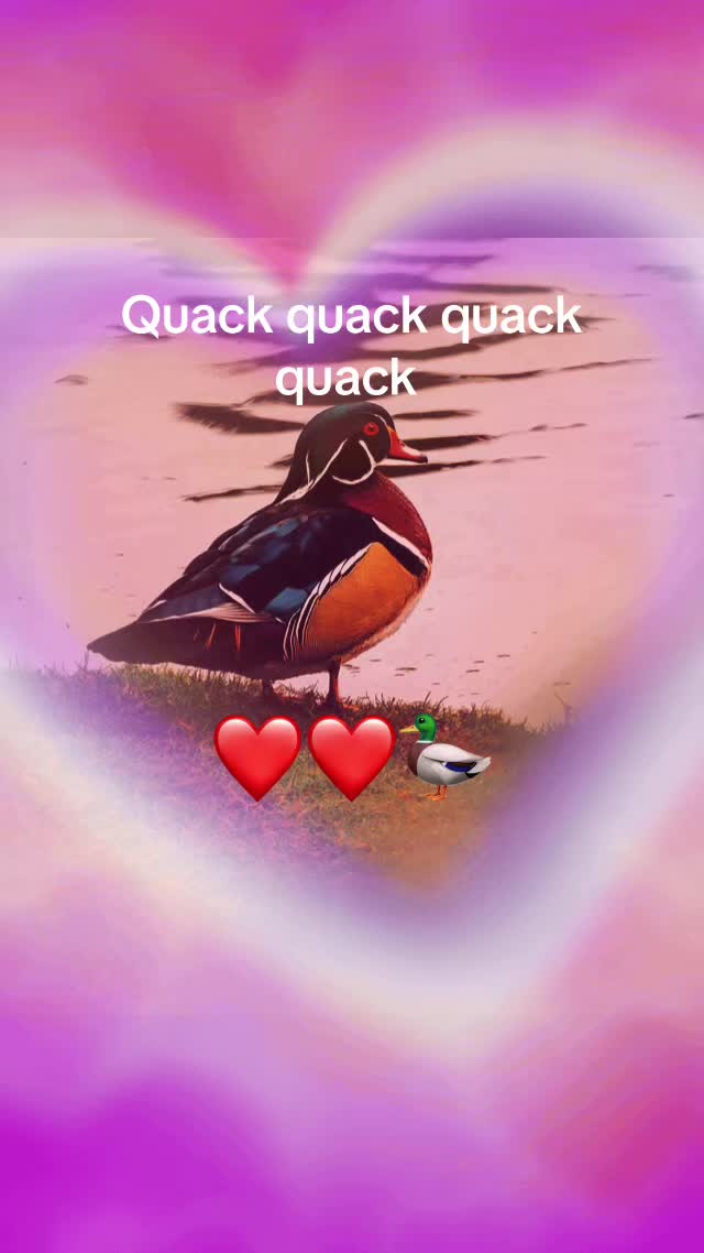 @Sir Quackington