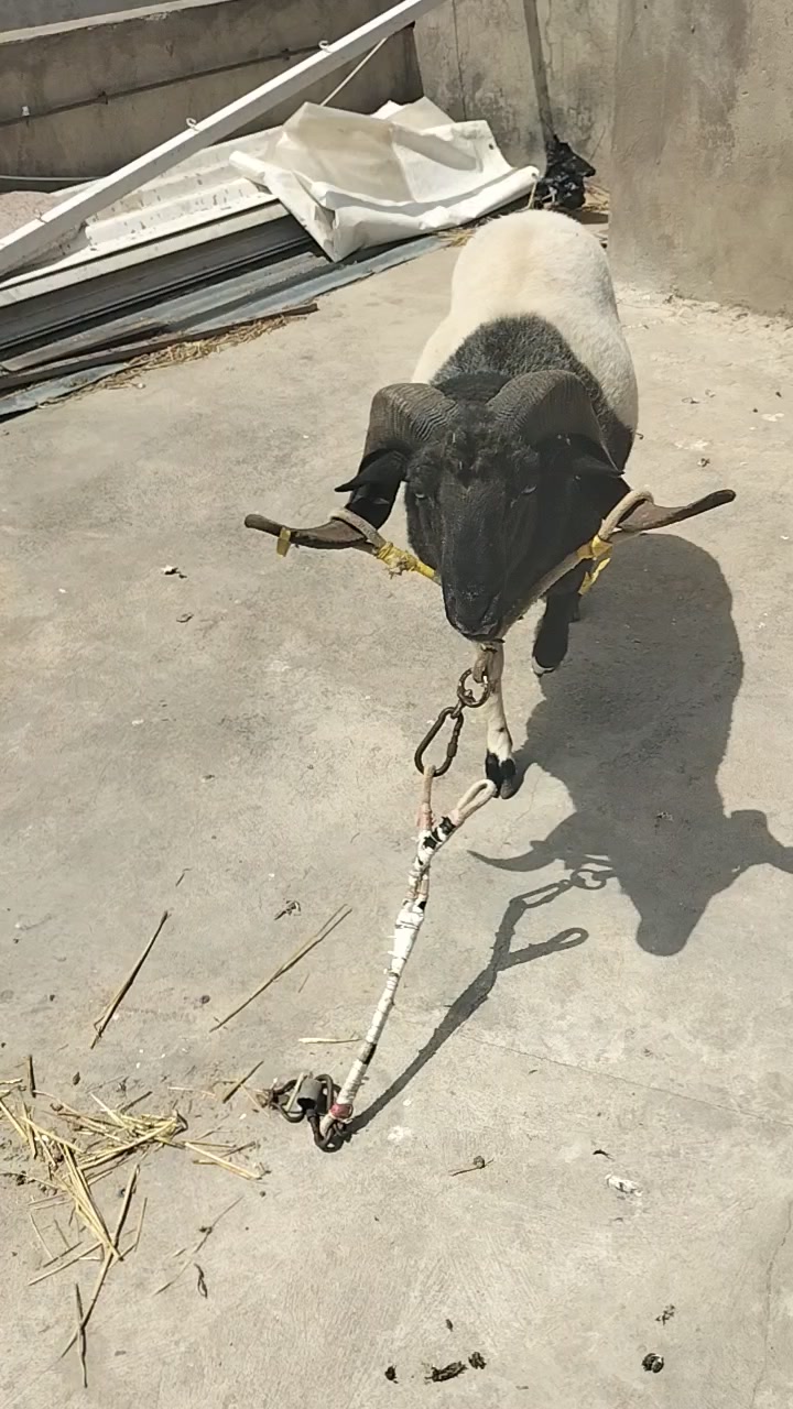 @😎😎 🐏🐏🫣🫣