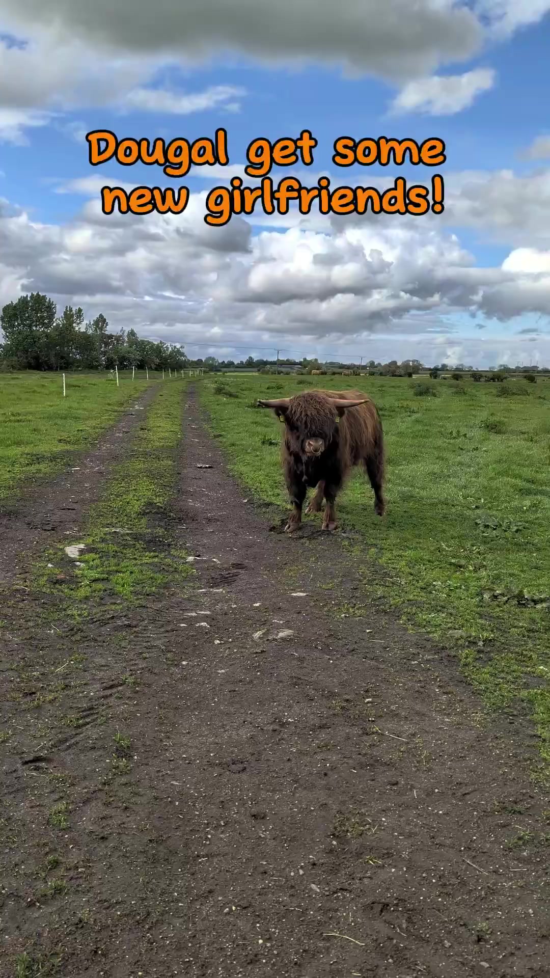 @Dumble Farm Highland Cows