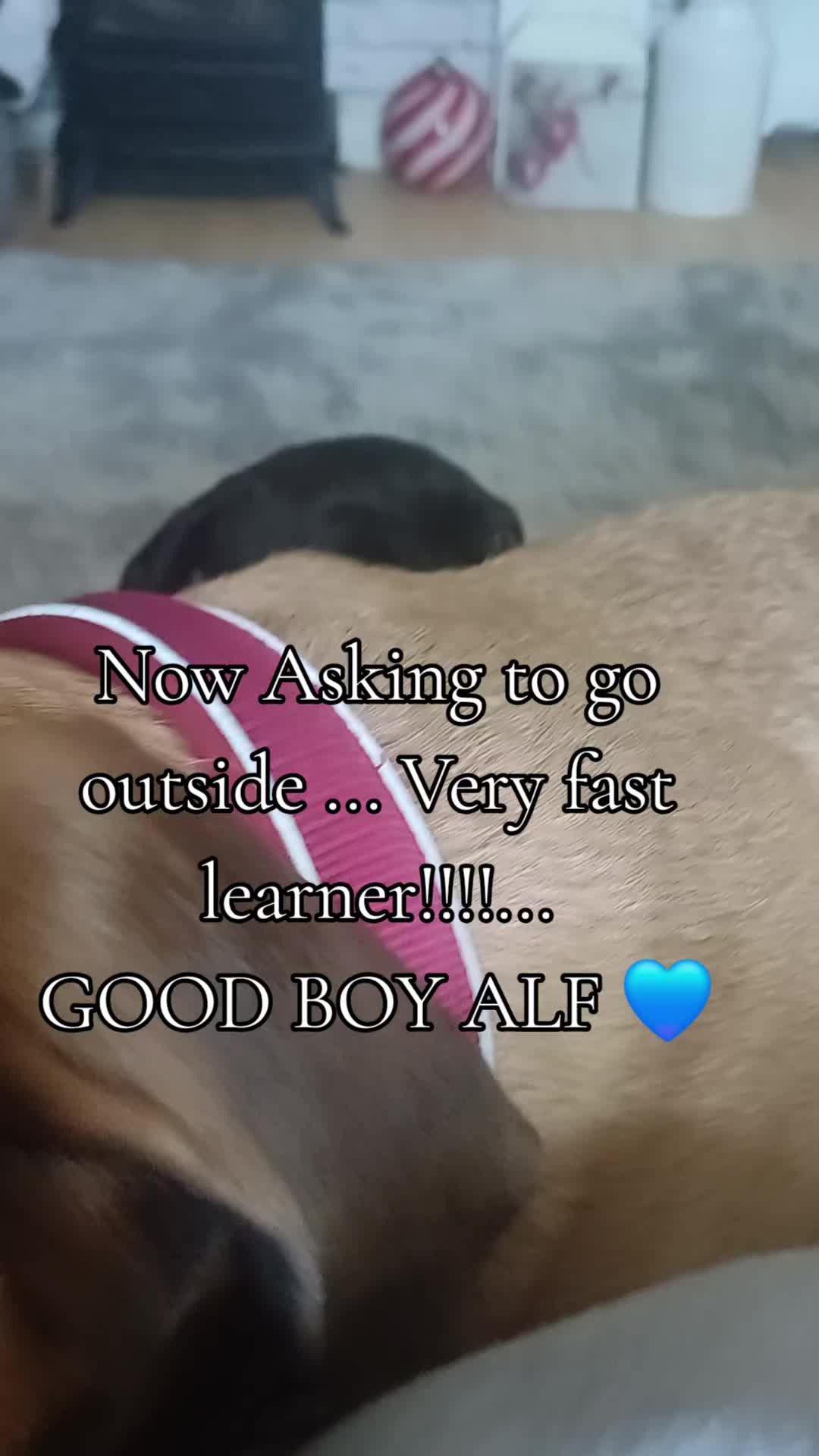 @🇬🇧❤️MastiffMum🐕💙🇬🇧
