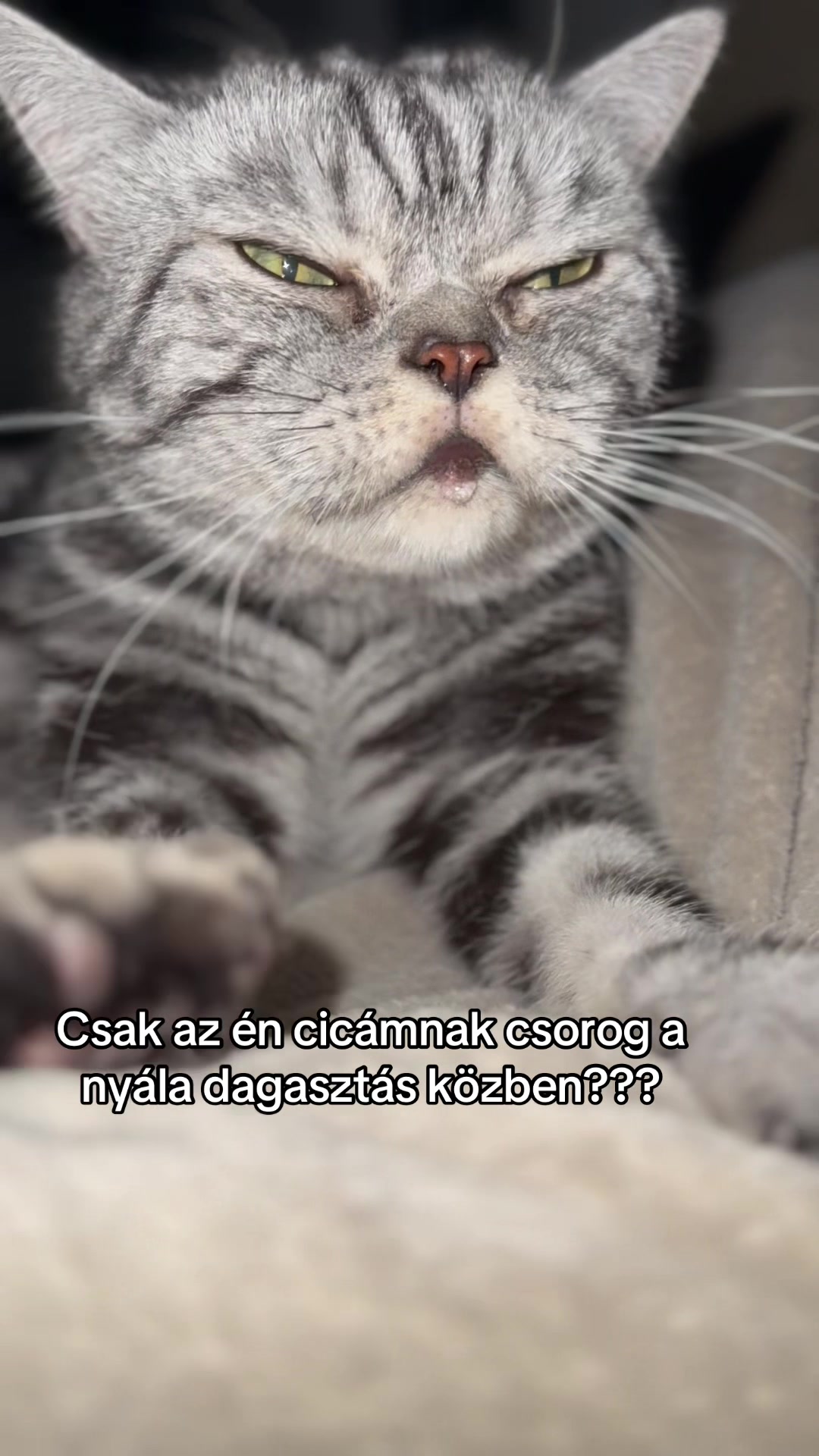 @🌻Kiss Heni & the CATS🐈⬛