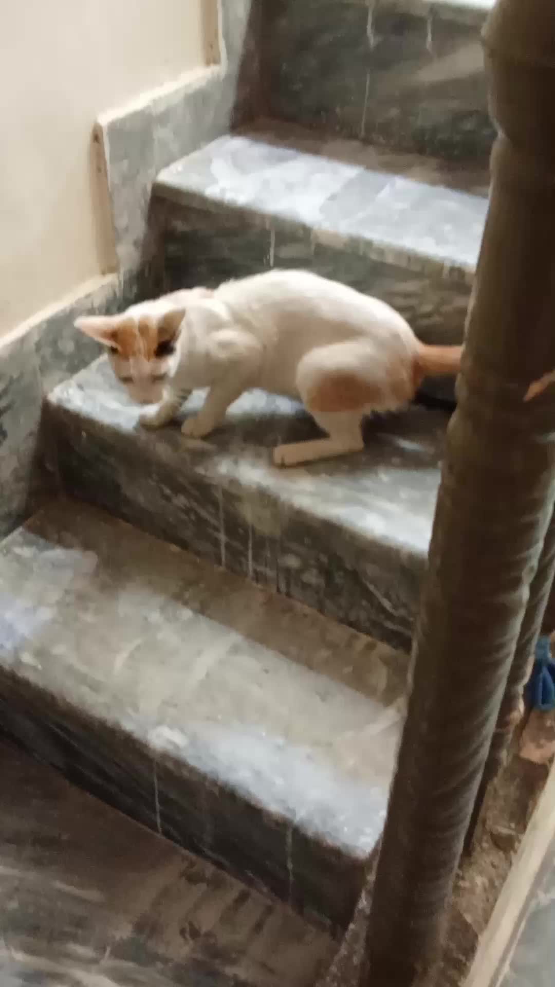 @cutecatlover8172