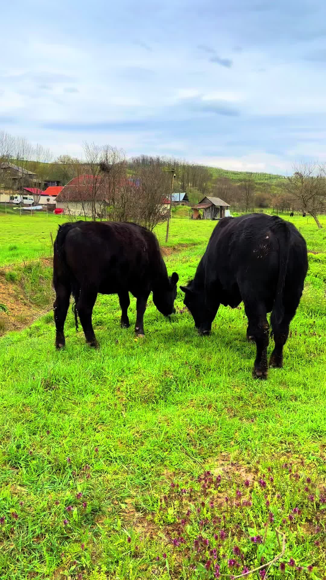 @aberdeen angus🇷🇴