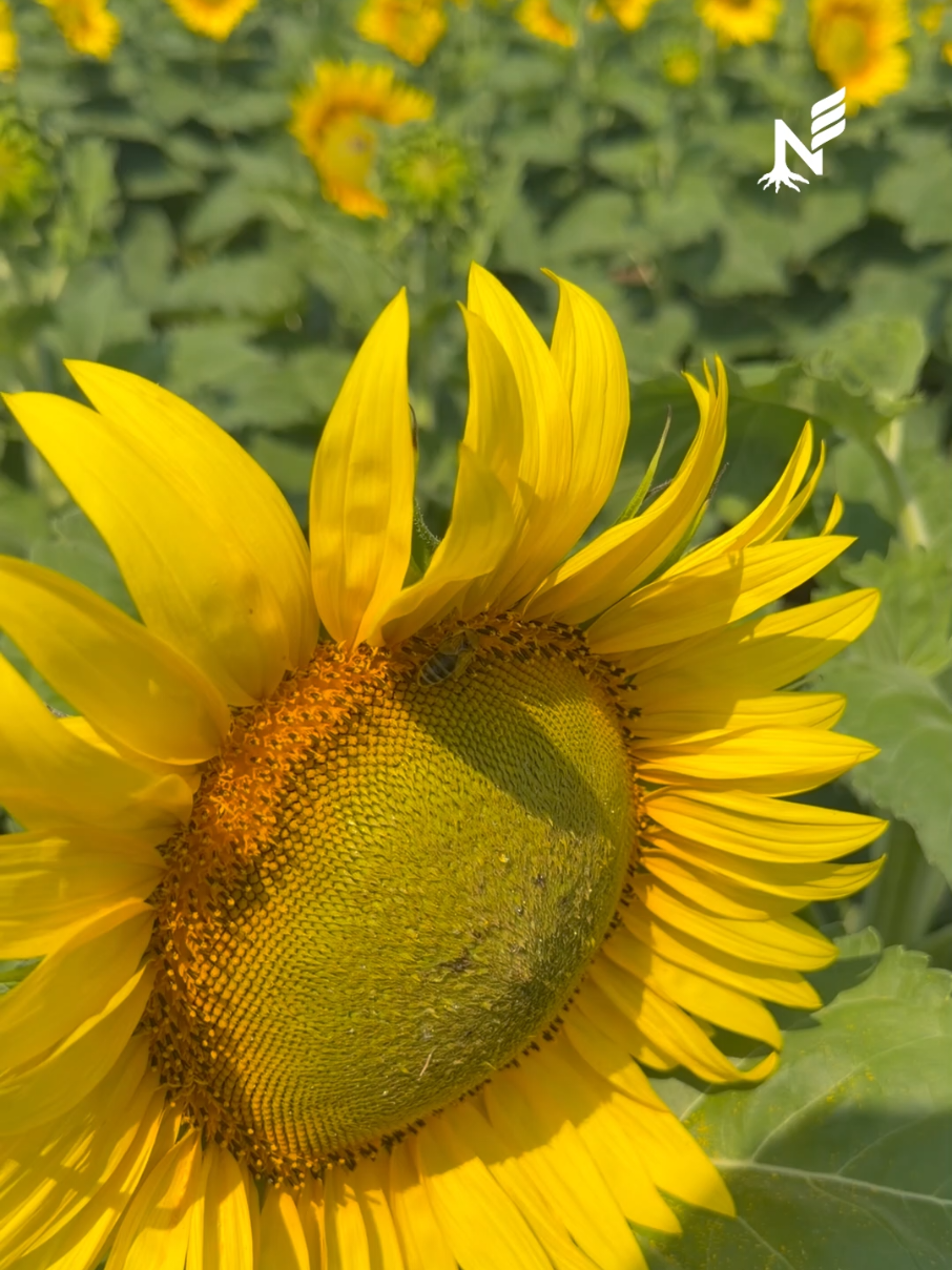 @Naturevo Romania