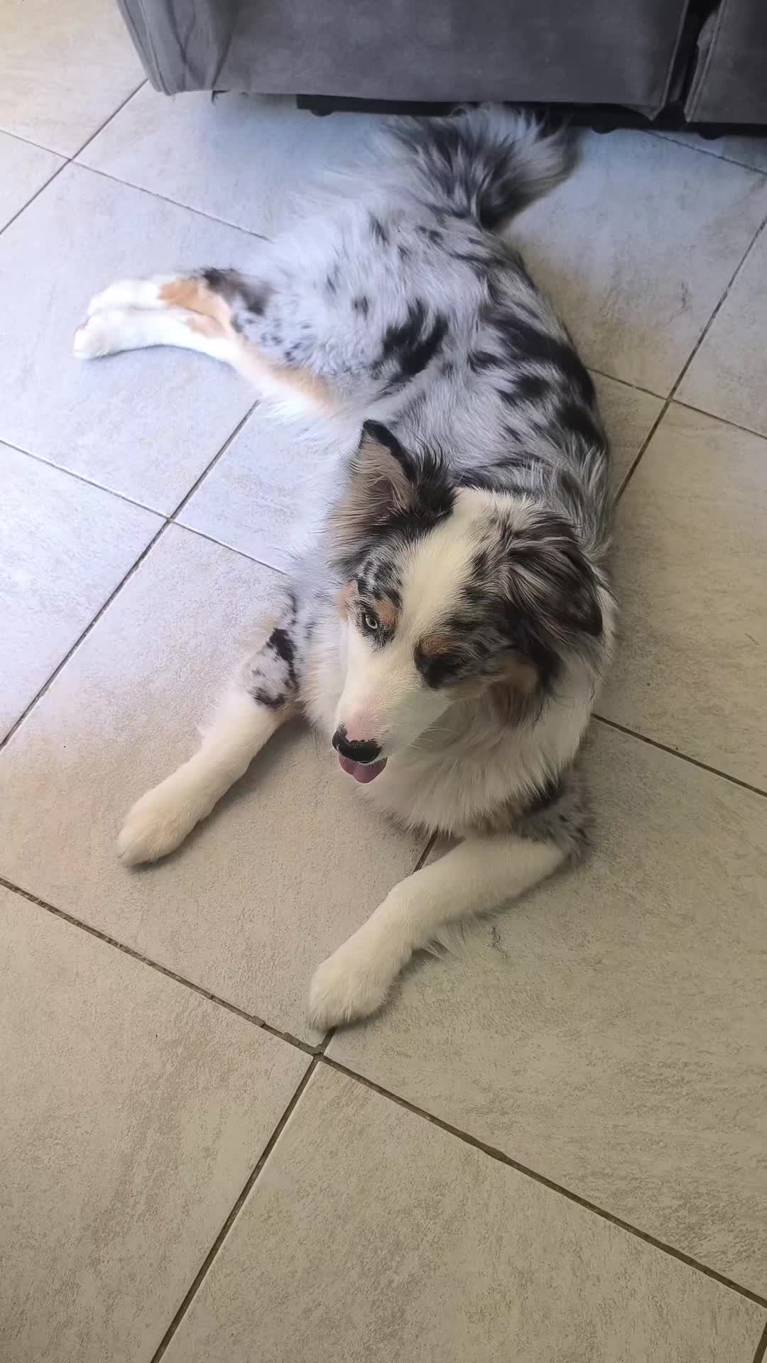 @TiTi.l'amour.des.animaux 🎙️