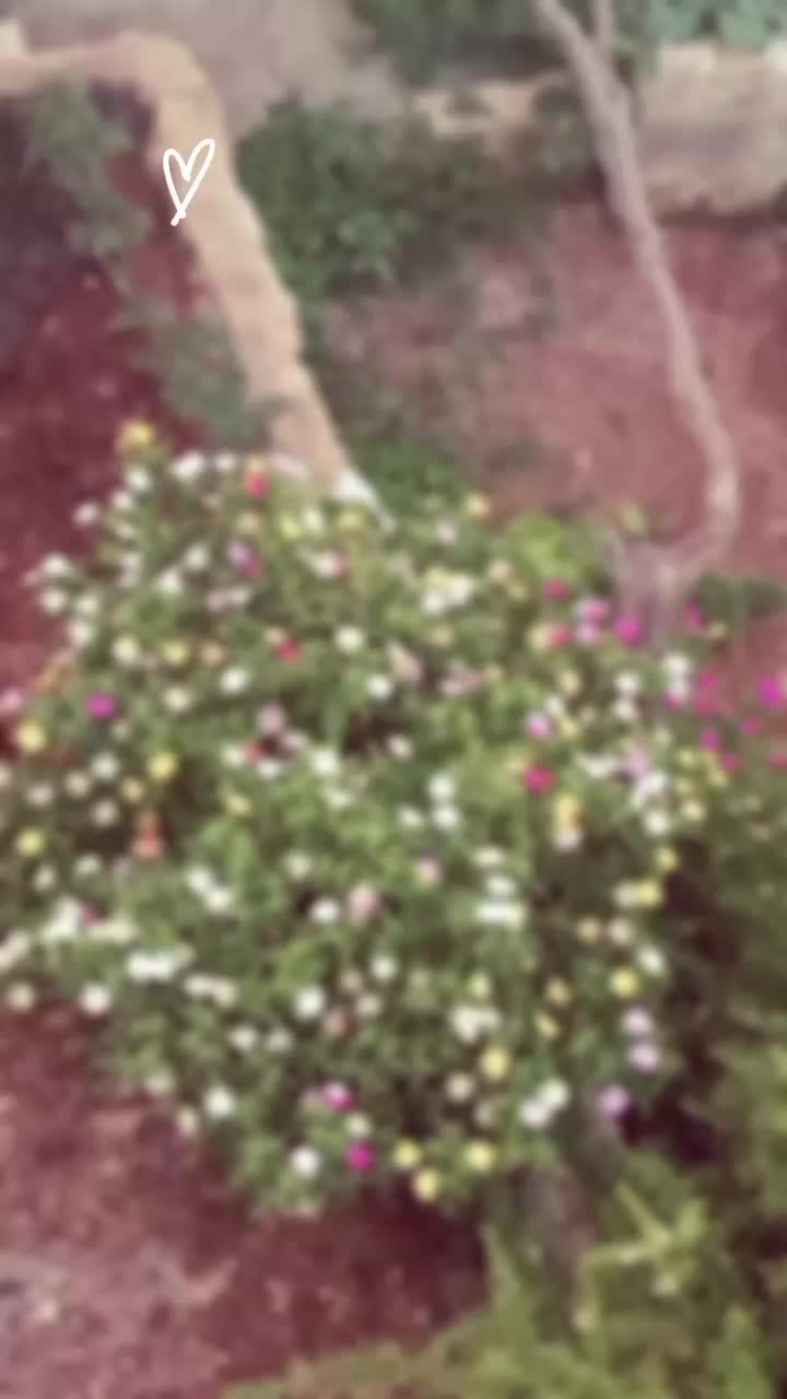 @بنت كردي