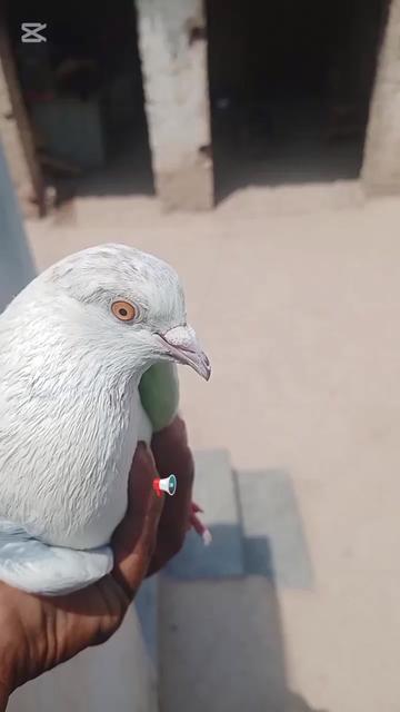 @Vicky Ansari