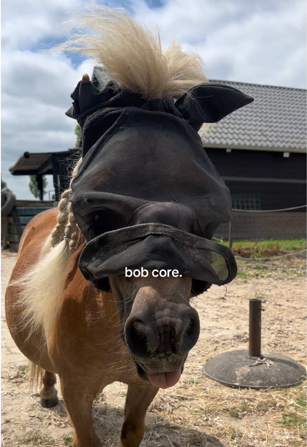 @idh_horses