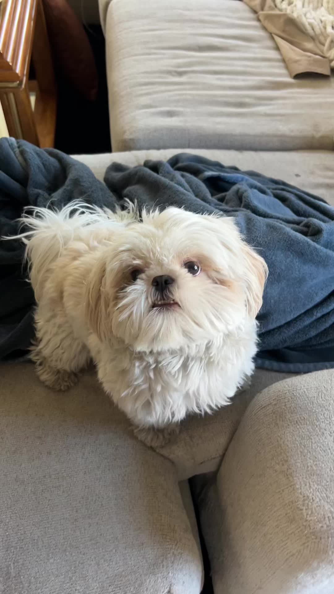 @Hugh the Shih Tzu