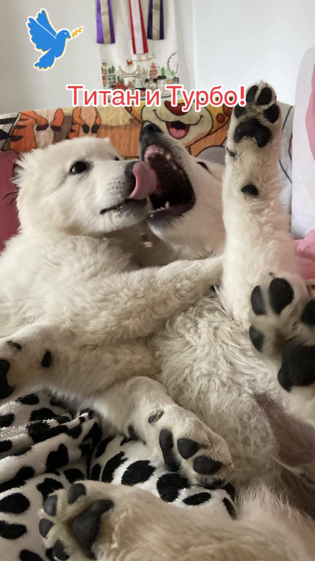 @white_ange_dog