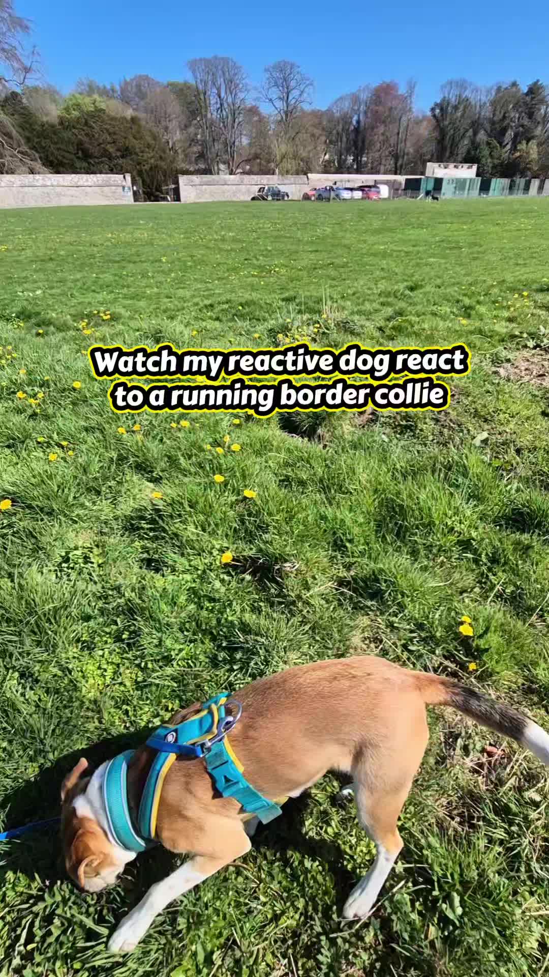 @wildlife_rescue_adventure