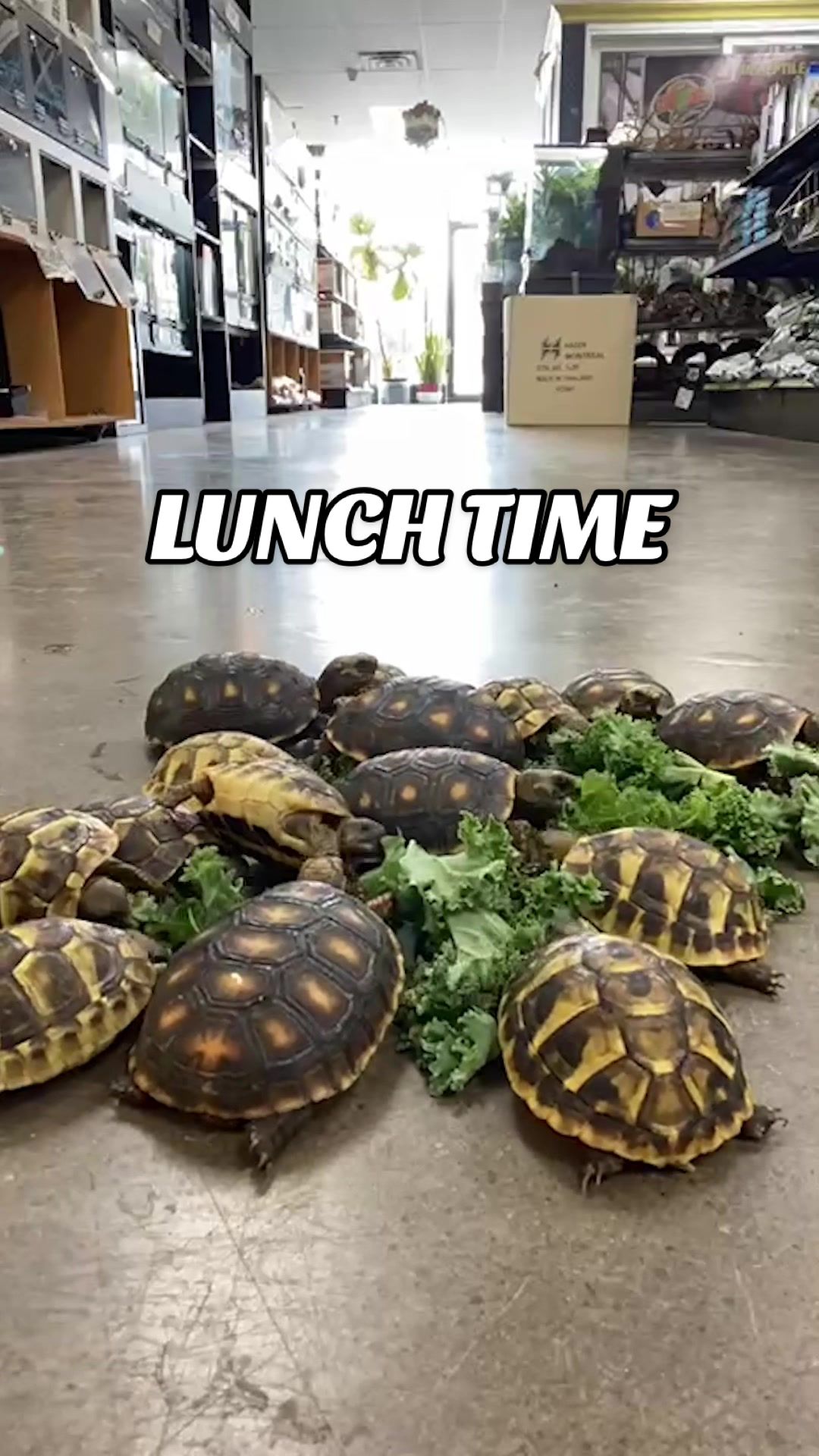 @All Reptiles