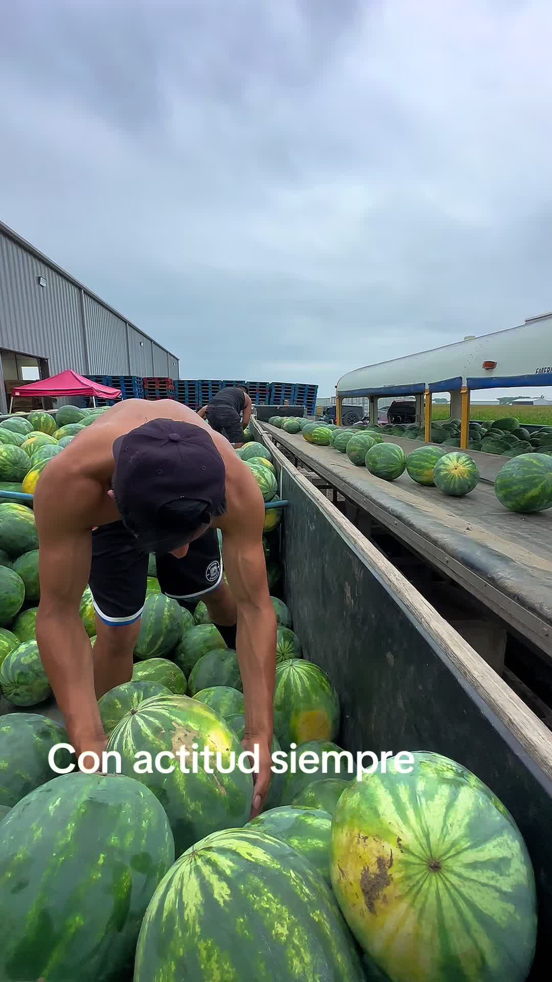 @Juan Ochoa cosechando con amor