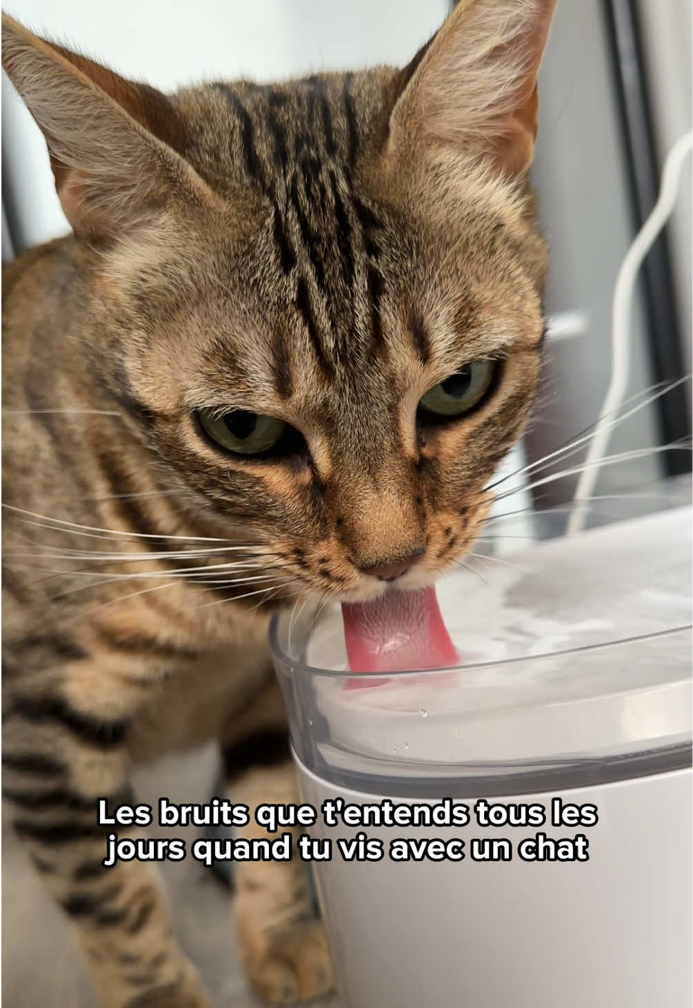 @Ricki the Bengal